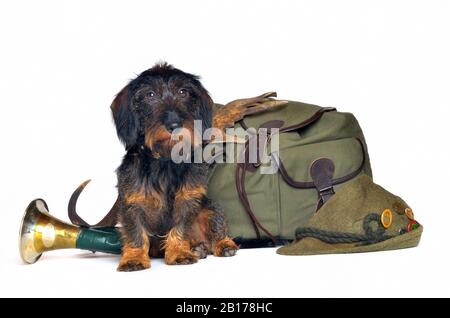 Wire-haired Dachshund, Wire-haired sausage dog, domestic dog (Canis lupus f. familiaris), male wire-haired dachshund sitting in front of hunting equipment, front view Stock Photo