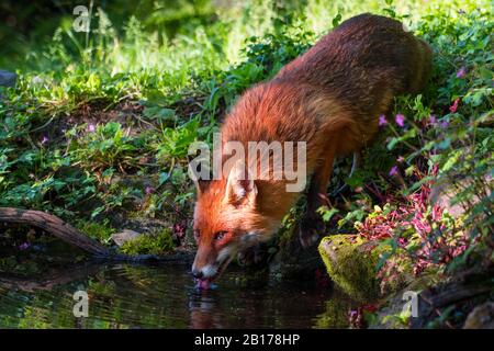 red fox (Vulpes vulpes), drinking at a water place in a forest, Switzerland, Sankt Gallen Stock Photo