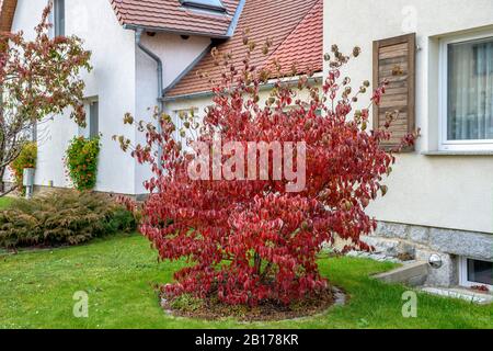 flowering dogwood, American boxwood (Cornus florida), in autumn leaf, Germany Stock Photo