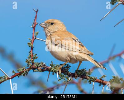Saharian desert sparrow (Passer simplex saharae, Passer saharae), female on a branch, Morocco, Western Sahara Stock Photo