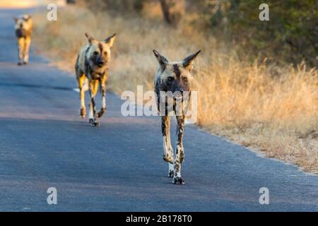 African wild dog, African hunting dog, Cape hunting dog, Painted dog, Painted wolf, Painted hunting dog, Spotted dog, Ornate wolf (Lycaon pictus), three Cape hunting dogs walking on a street, South Africa, Mpumalanga, Kruger National Park