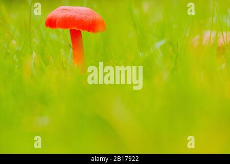 vermilion waxcap (Hygrocybe miniata), in grass, Netherlands, Flevoland Stock Photo