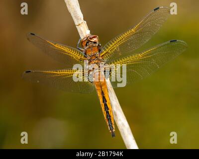 scarce chaser dragonfly, scarce libellula (Libellula fulva), Immature male, Netherlands, Overijssel, Weerribben-Wieden National Park Stock Photo
