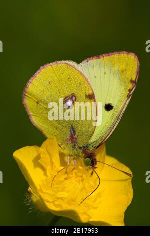 Berger's clouded yellow (Colias australis, Colias alfacariensis), sits on buttercup, Germany, North Rhine-Westphalia, Eifel Stock Photo