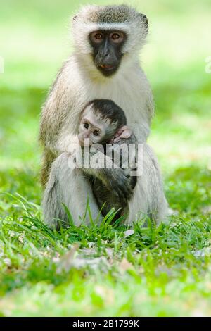 Vervet, Vervet monkey (Chlorocebus pygerythrus), with pup, South Africa, Mpumalanga, Kruger National Park Stock Photo