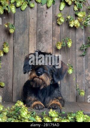 Wire-haired Dachshund, Wire-haired sausage dog, domestic dog (Canis lupus f. familiaris), male wire-haired dachshund lying in front of wooden boards with hops, front view Stock Photo