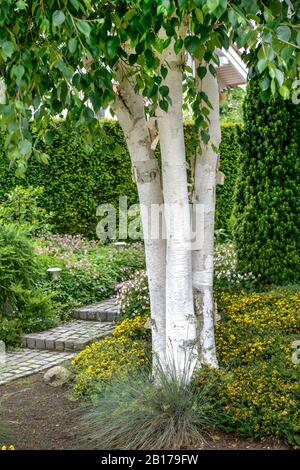 Downy birch, White Barked Himalayan Birch (Betula utilis 'Doorenbos', Betula utilis Doorenbos), cultivar Doorenbos, Germany Stock Photo