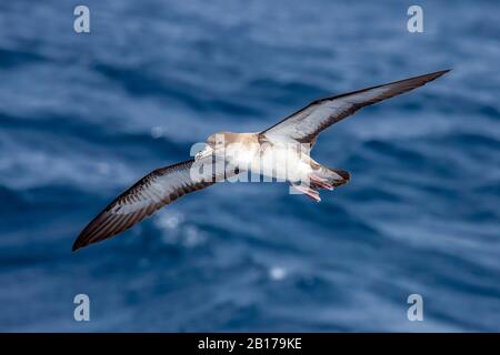 Cape Verde Shearwater (Calonectris edwardsii), flying off Raso, Cap Verde Islands Stock Photo