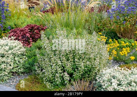 nepitella, Lesser Calamint (Calamintha nepeta 'Triumphator', Calamintha nepeta Triumphator), cultivar Triumphator, Germany, Baden-Wuerttemberg Stock Photo