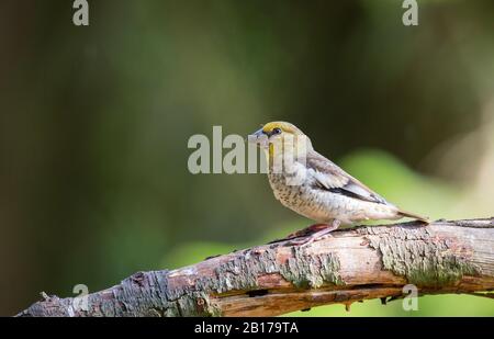 hawfinch (Coccothraustes coccothraustes), juvenile perched on a branch, Netherlands, Overijssel, Lemelerberg Stock Photo