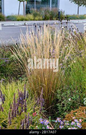 reed grass (Calamagrostis x acutiflora 'Waldenbuch', Calamagrostis x acutiflora Waldenbuch, Calamagrostis acutiflora 'Waldenbuch', Calamagrostis acutiflora Waldenbuch), cultivar Waldenbuch, Germany Stock Photo