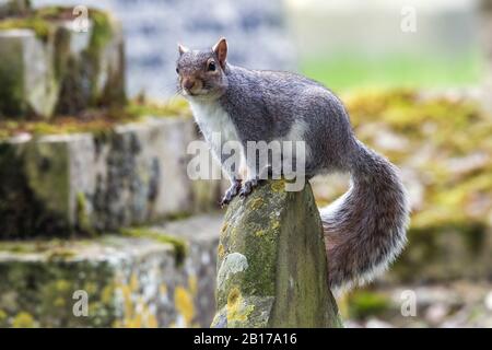 Eastern gray squirrel, Grey squirrel (Sciurus carolinensis), sitting on a gravestone, United Kingdom, England Stock Photo