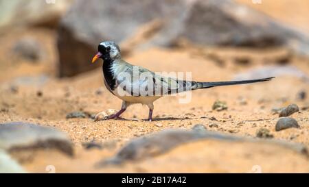 namaqua dove (Oena capensis capensis), male perching on the ground, side view, Israel Stock Photo