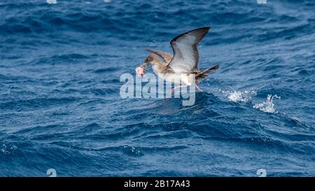 Cape Verde Shearwater (Calonectris edwardsii), hunting in flight, Cap Verde Islands Stock Photo