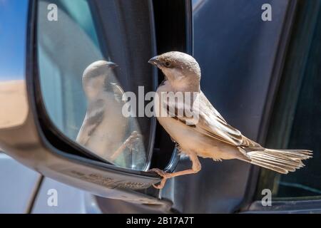 Saharian desert sparrow (Passer simplex saharae, Passer saharae), male fighting with his competitor on the other side of the mirror, Mauritania Stock Photo