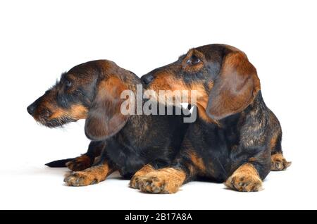 Wire-haired Dachshund, Wire-haired sausage dog, domestic dog (Canis lupus f. familiaris), lying side by side