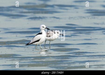 crab plover (Dromas ardeola), Adult and juvenile in the mud of Sulaibikhat, Kuwait Stock Photo