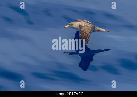 Cory's Shearwater (Calonectris borealis), flying over Terceira-Graciosa channel, Azores Stock Photo