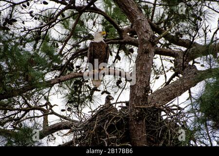 Bald Eagle with Eaglet in nest Stock Photo