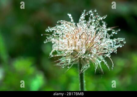 blooming head of Pulsatilla patens, Eastern pasqueflower, prairie crocus, and cutleaf anemone flower in rain. Raindrops on flower. It's beautiful back Stock Photo