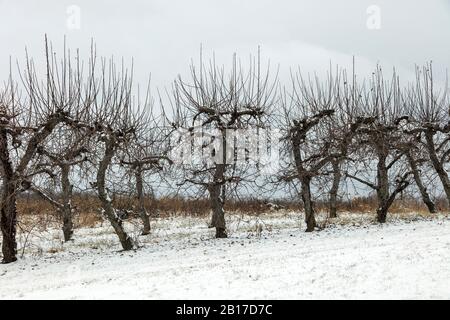 Apple Orchard in winter, SW Michigan, USA, by James D Coppinger/Dembinsky Photo Assoc Stock Photo