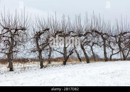 Apple Orchard in winter, SW Michigan, USA, by James D Coppinger/Dembinsky Photo Assoc Stock Photo