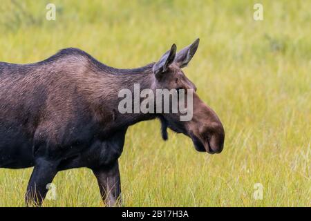 Female Moose Grazing in Grassy Field Stock Photo