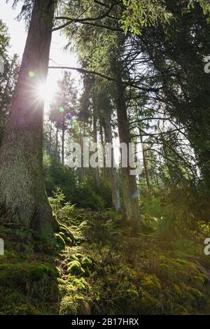 Germany, North Rhine Westfalia, Eifel, Eifel National Park, Sun shining through moss covered Norway spruces (Picea abies) Stock Photo