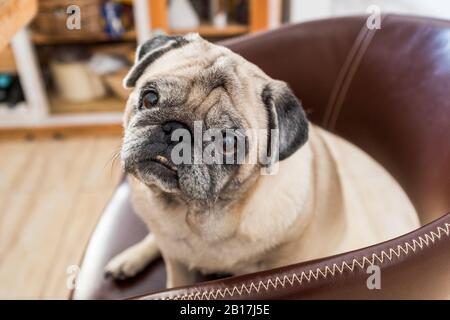 Funny and bored old dog pug portrait sit down on the chairs at home and looking at the camera -love for animals concept Stock Photo
