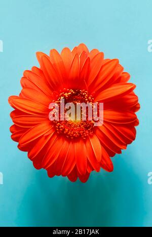 Studio shot of red gerbera flower on blue background Stock Photo