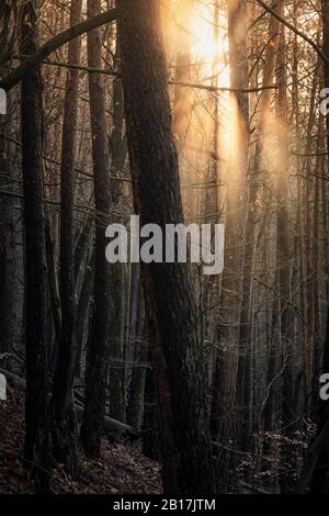 Sun shining through pine forest, Hauenstein, Rhineland-Palatinate, Germany Stock Photo