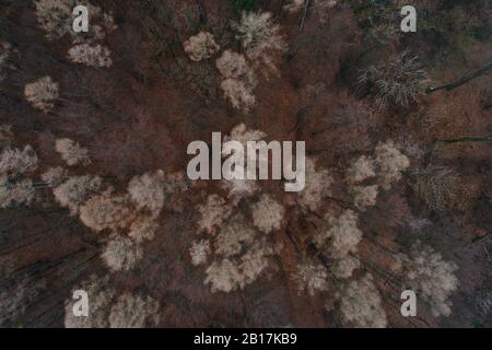Austria, Lower Austria, Aerial view of forest in Winter Stock Photo