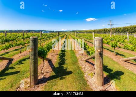 New Zealand, North Island, Martinborough Region, vineyard. Stock Photo