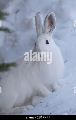 Snowshoe hare in the winter Stock Photo