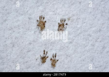 Tierspuren im Schnee identifizieren