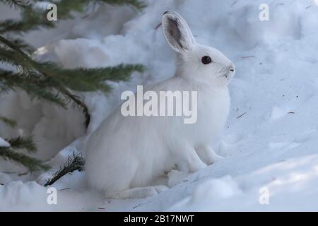 Snowshoe hare in the winter Stock Photo