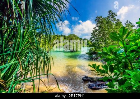 Indonesia, Bintan, Plants on tropical beach Stock Photo