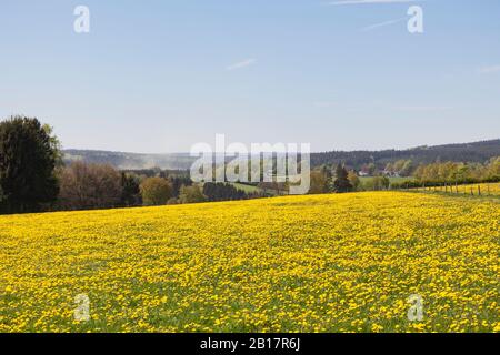 Germany, North Rhine Westfalia, Eifel, Kalterherberg region, Common Dandelions (Taraxacum sect. Ruderalia) growing in grassy field in Spring Stock Photo