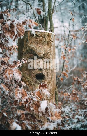 Germany, Baden-Wrttemberg, Constance district, Curved tree trunk in forest in Winter Stock Photo