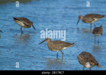 Willets foraging for food