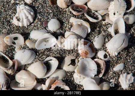 Seashells on the beach Stock Photo