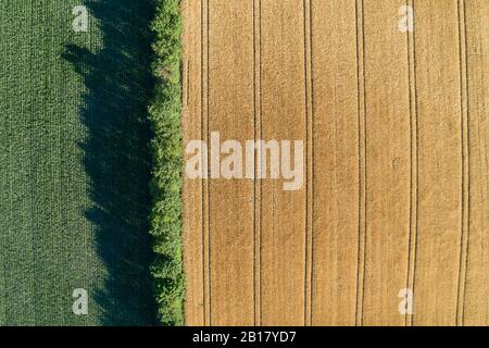 Aerial view of agricultural fields with corn (maize) and ripe grain with row of trees. Franconia, Bavaria, Germany. Stock Photo