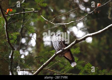 Germany, Baden-Wurttemberg, Low angle view of spotted nutcracker (Nucifraga caryocatactes) perching on tree branch Stock Photo