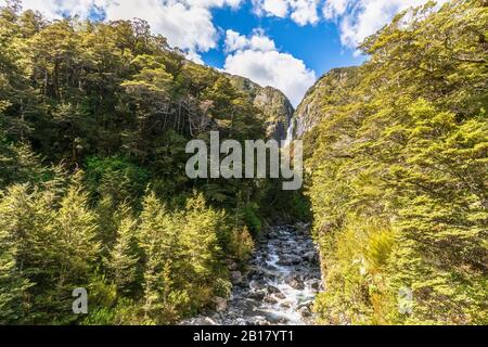 New Zealand, Selwyn District, Arthurs Pass, Green forest in front of Devils Punchbowl Waterfall Stock Photo