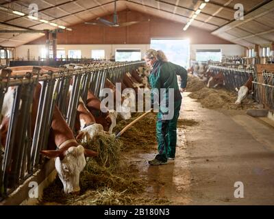 Female farmer feeding cows in stable on a farm Stock Photo
