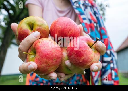 Womans' hands offering apples, close-up Stock Photo