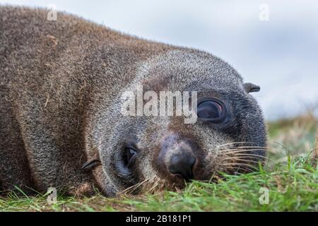 Oceania, New Zealand, South Island, Southland, Otago, Moeraki, Katiki Point, Close-up of New Zealand sea lion (Phocarctos hookeri) resting on grass Stock Photo