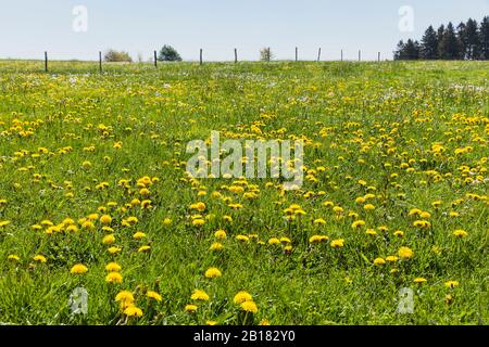 Germany, North Rhine Westfalia, Eifel, Kalterherberg region, Common Dandelions (Taraxacum sect. Ruderalia) growing in grassy field in Spring Stock Photo