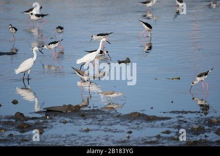 Little Egrets,Black-winged stilts & other wading birds in a shallow estuary mud flat searching for food.Cebu City,Philippines Stock Photo