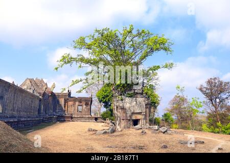 Roots of giant banyan tree on ruins in Preah Vihear Temple complex (Prasat Phra Wihan), Cambodia. UNESCO world heritage site Stock Photo